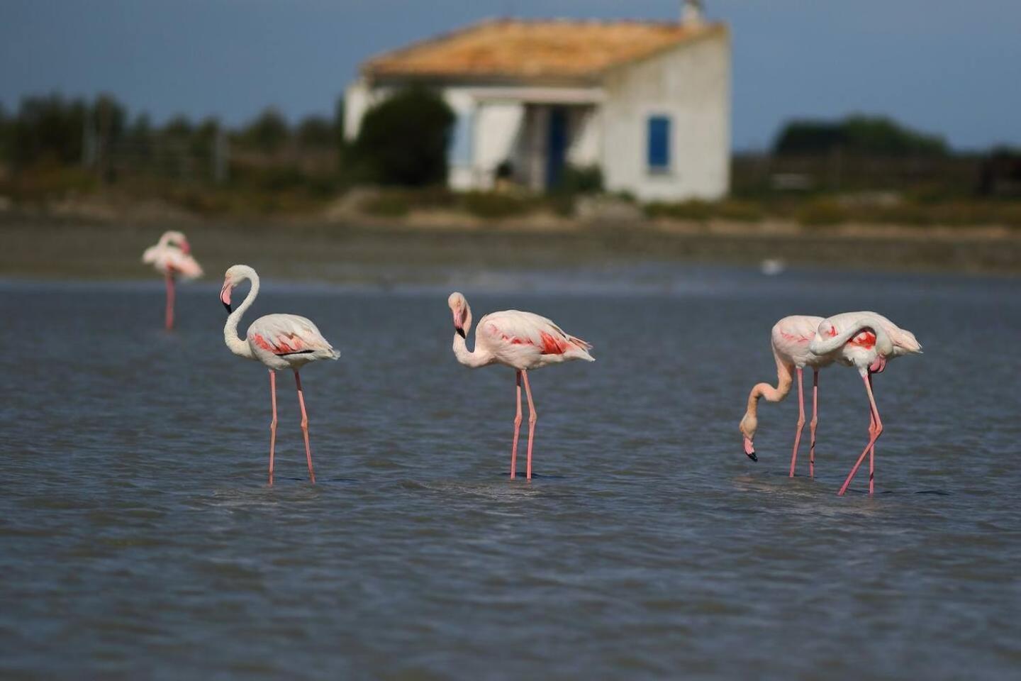 Mas Provencal De 120M2 En Camargue, Avec Piscine Et Parking Inclus, Ideal Pour Des Vacances Arles Exteriér fotografie